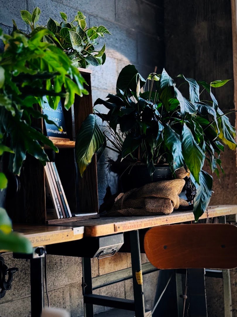 Interior of Le Falco, specialty coffee shop in Montreal