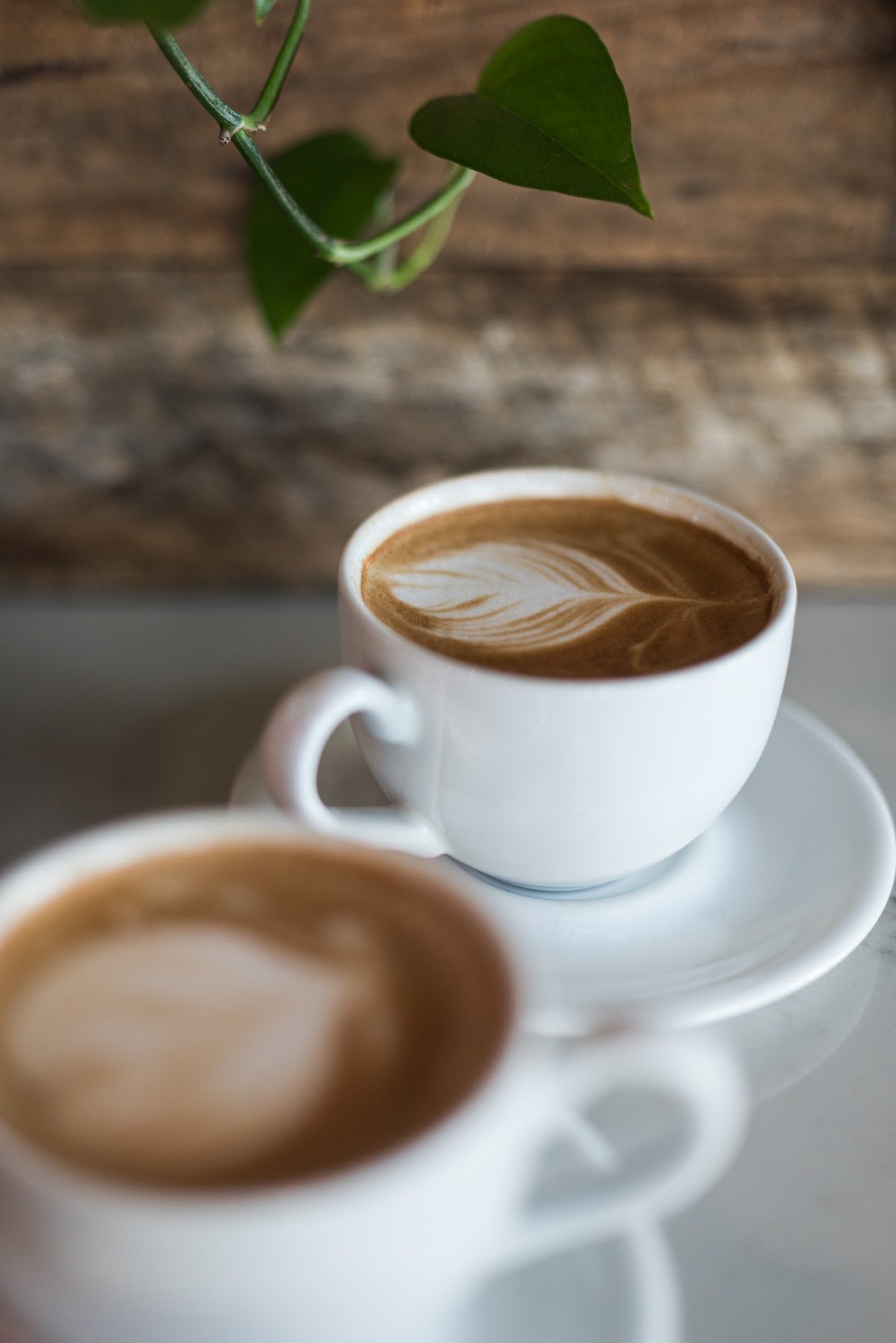 Foxtail Coffee - College Park specialty coffee shop in Orlando - photo 2