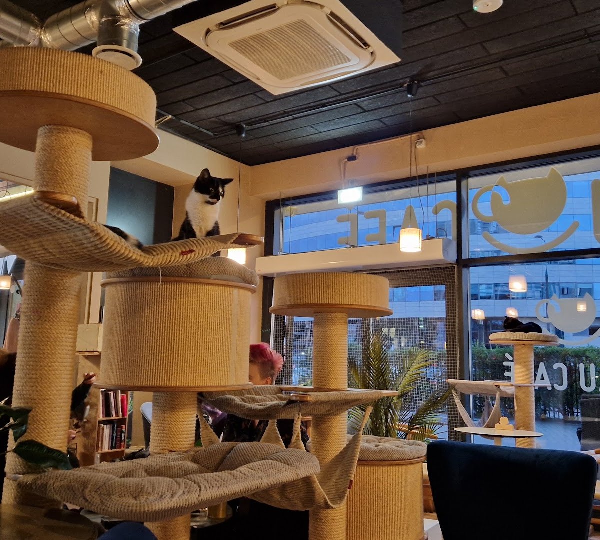 Interior of Miau Cafe, specialty coffee shop in Warsaw