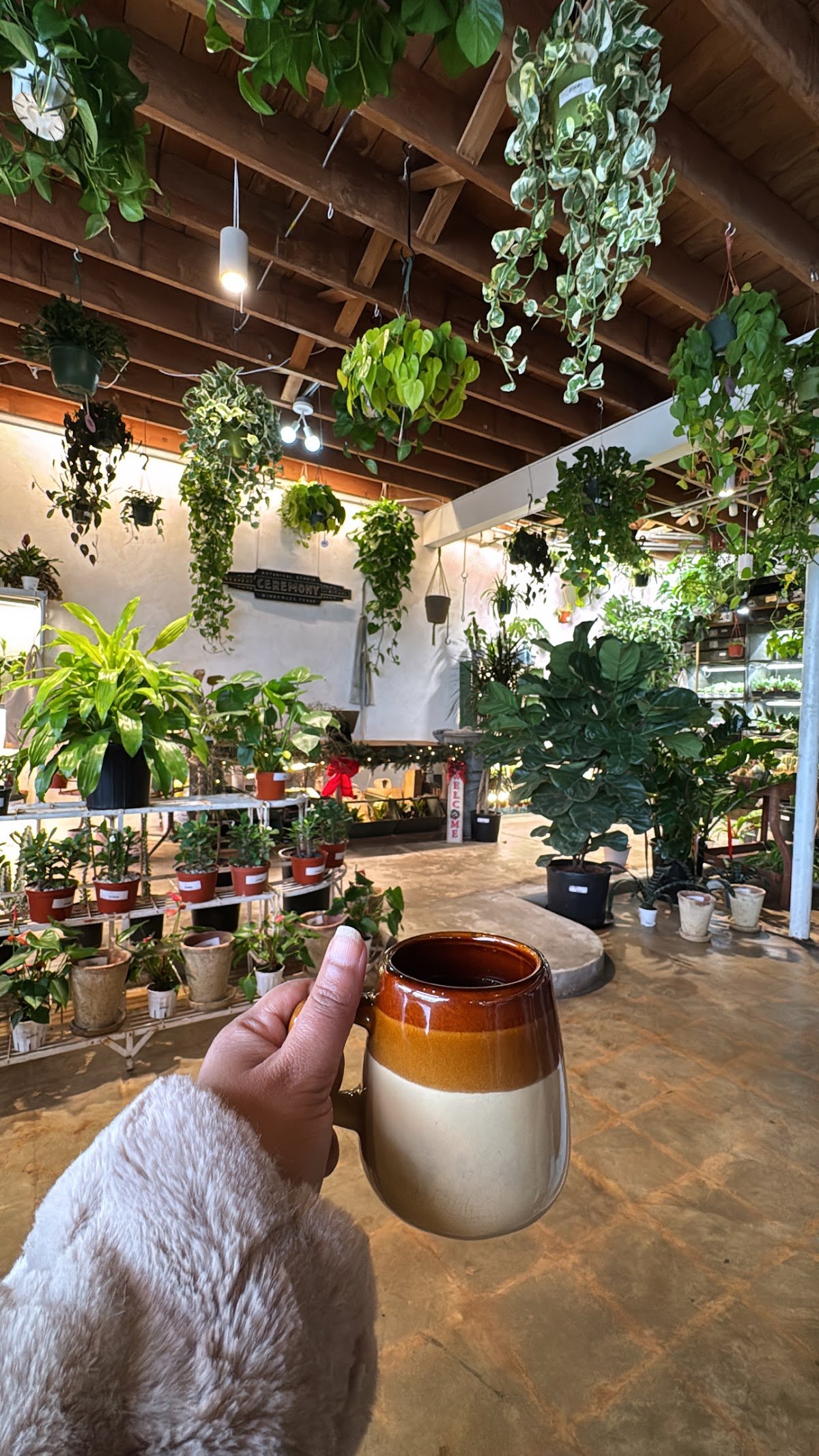 Palomino Coffee specialty coffee shop in Austin - photo 6