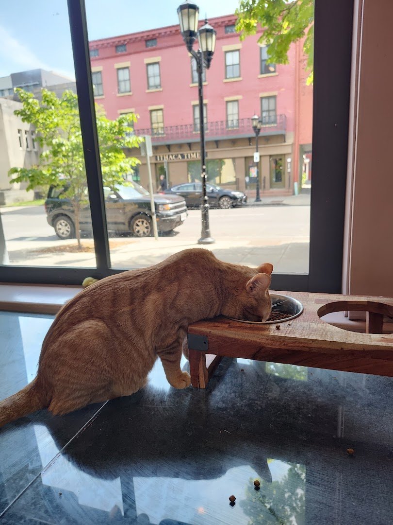 Interior of Alley Cat Cafe, specialty coffee shop in Ithaca