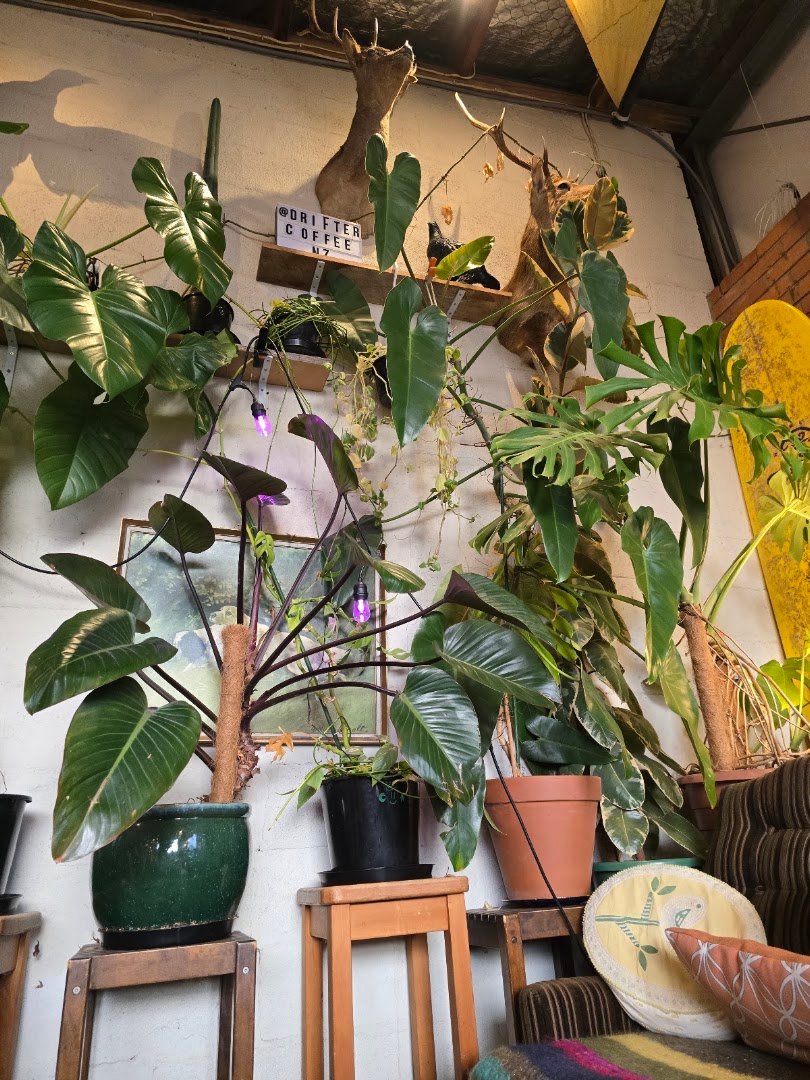 Interior of Drifter Coffee, specialty coffee shop in Auckland