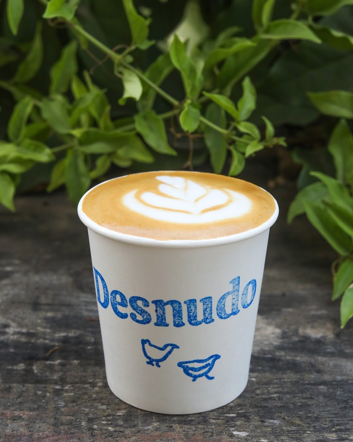 Desnudo Coffee: East Austin specialty coffee shop in Austin - photo 5