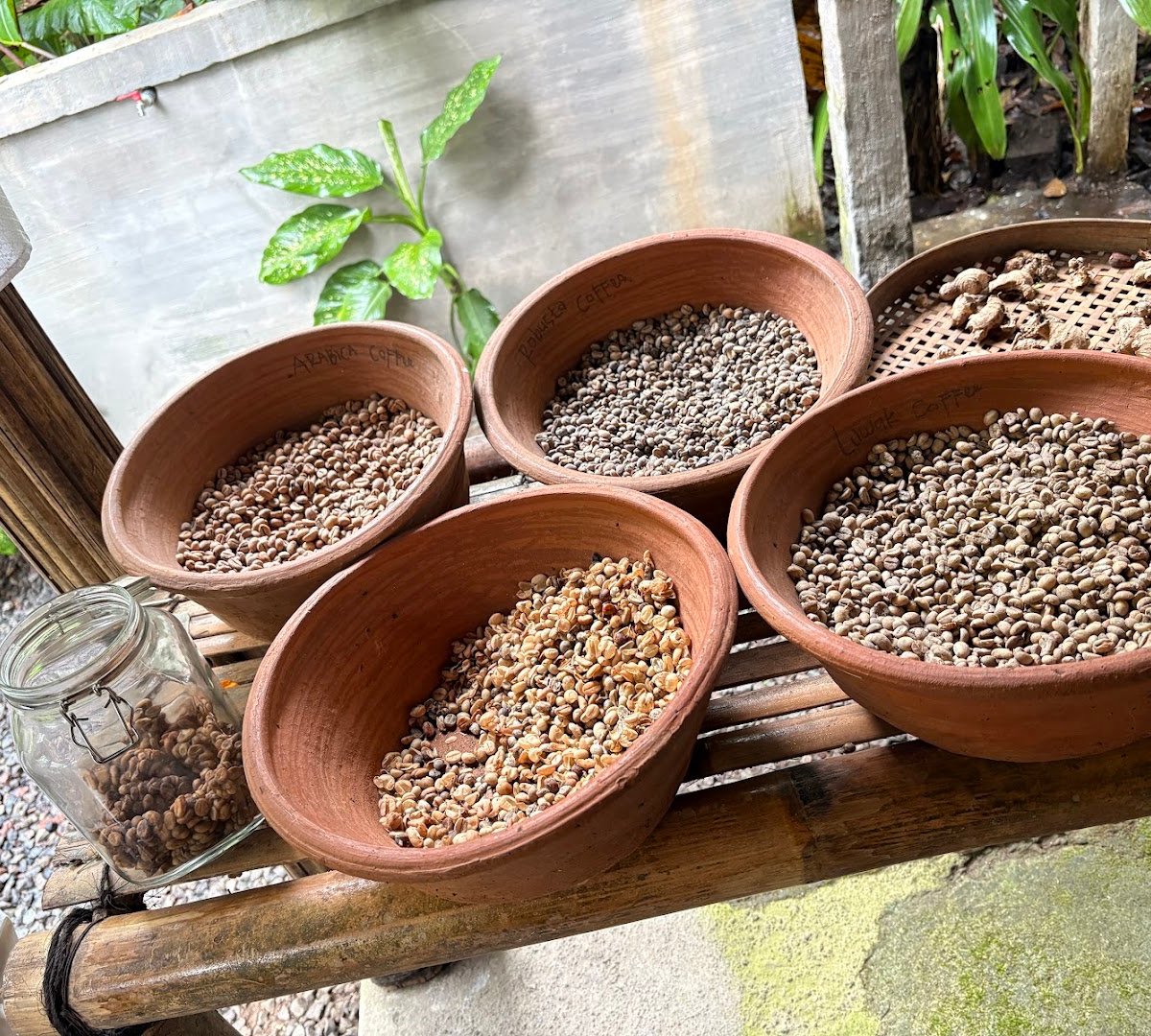 CAHYA DEWI AGRO TOURISM specialty coffee shop in Bali - photo 10