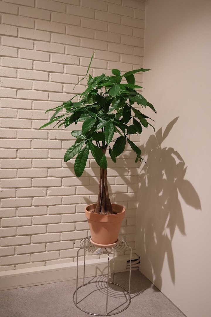 Interior of Hakone Coffee, specialty coffee shop in Oslo