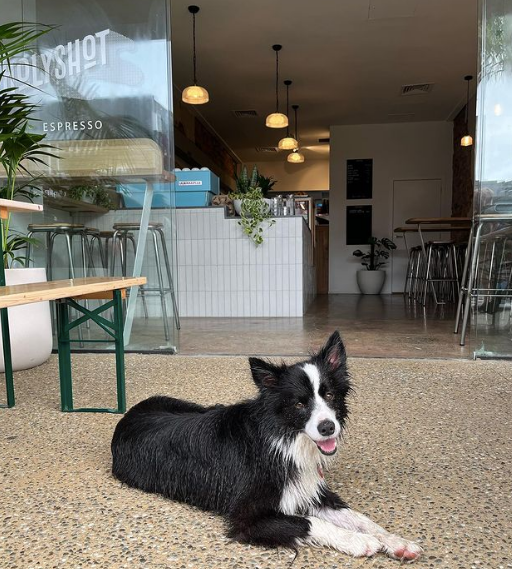 Storefront of Holy Shot Espresso, specialty coffee shop in Auckland