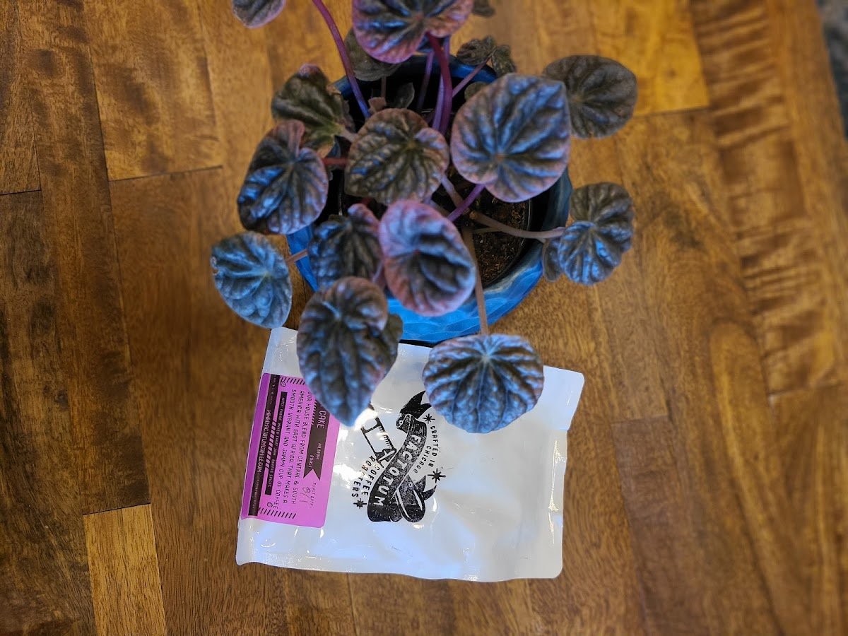 Factotum Coffee specialty coffee shop in Chicago - photo 8