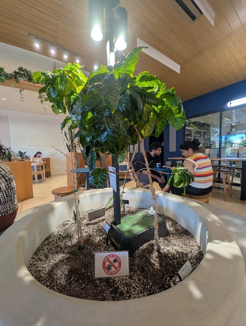 Interior of Moonwake Coffee Roasters, specialty coffee shop in San Jose