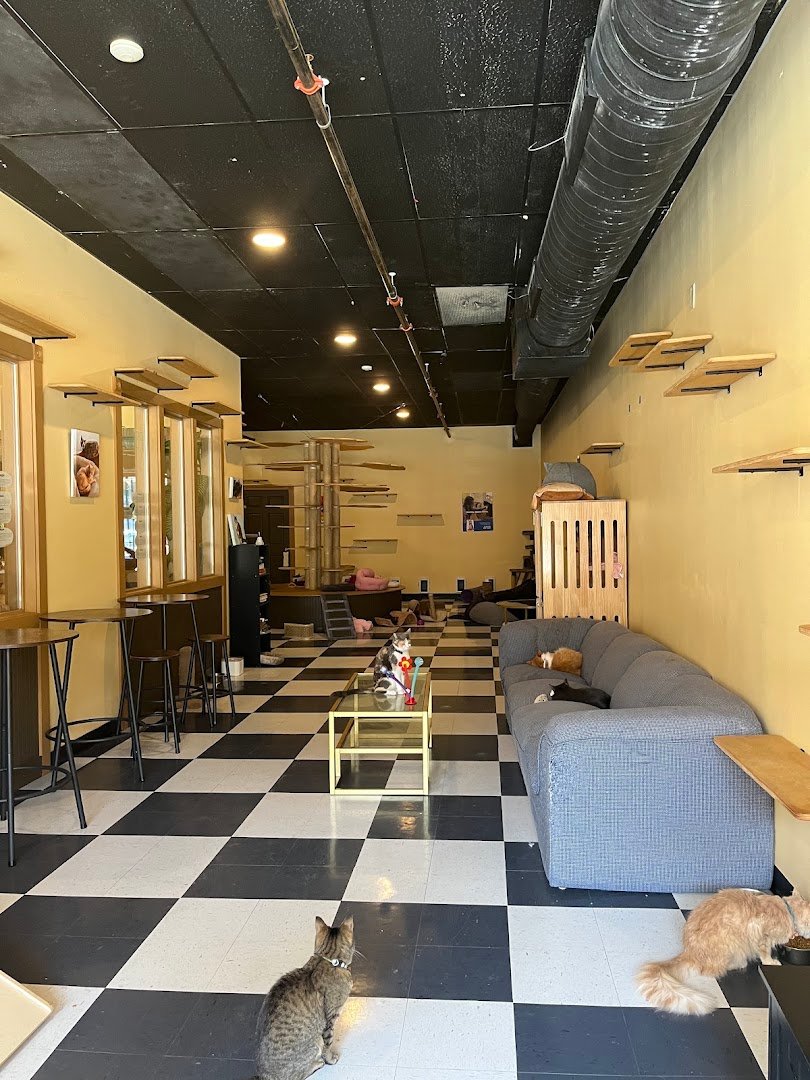 Kitty Korner Cafe specialty coffee shop in Montpelier-Barre - photo 4