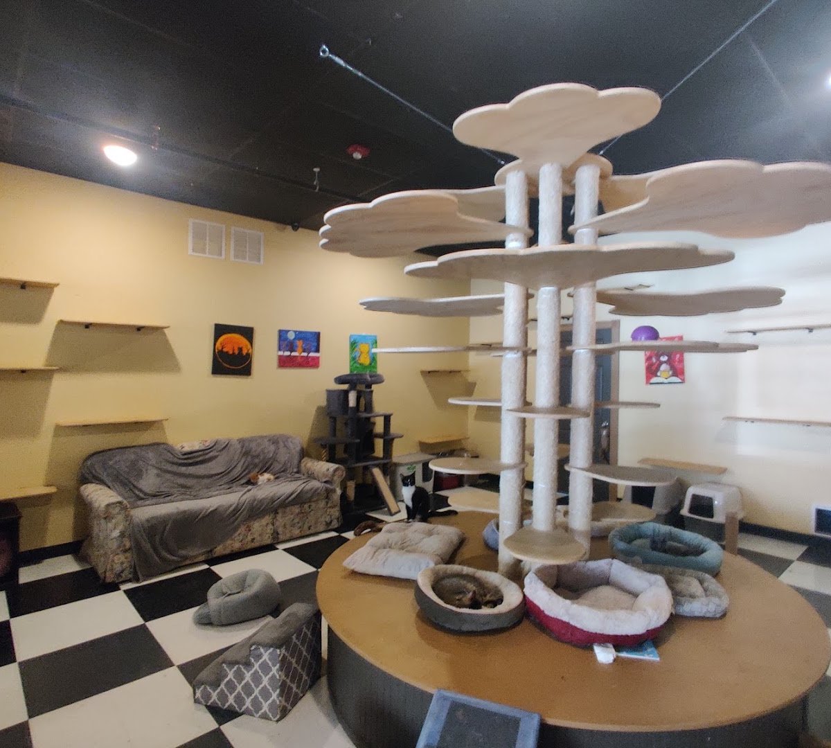 Kitty Korner Cafe specialty coffee shop in Montpelier-Barre - photo 8