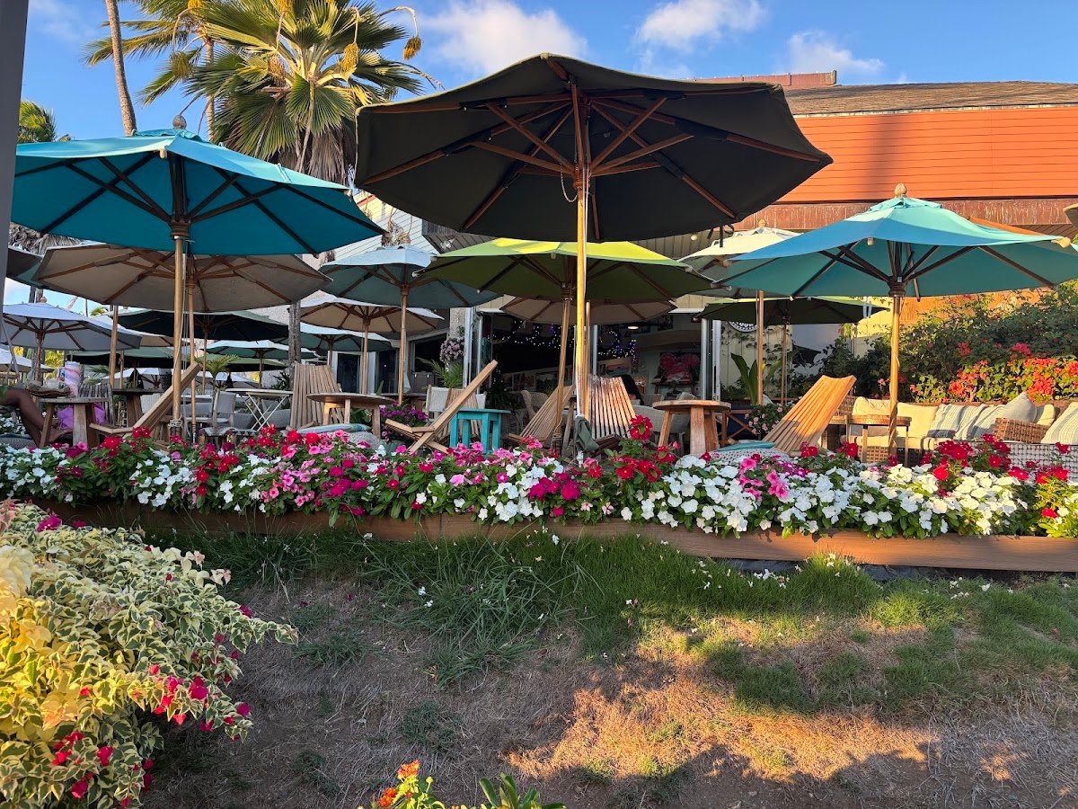 Island Brew Coffeehouse specialty coffee shop in Honolulu - photo 4