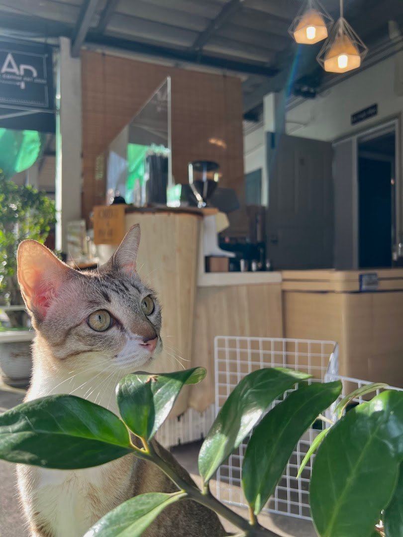 APRILCOFFEEHOME specialty coffee shop in Bangkok - photo 5