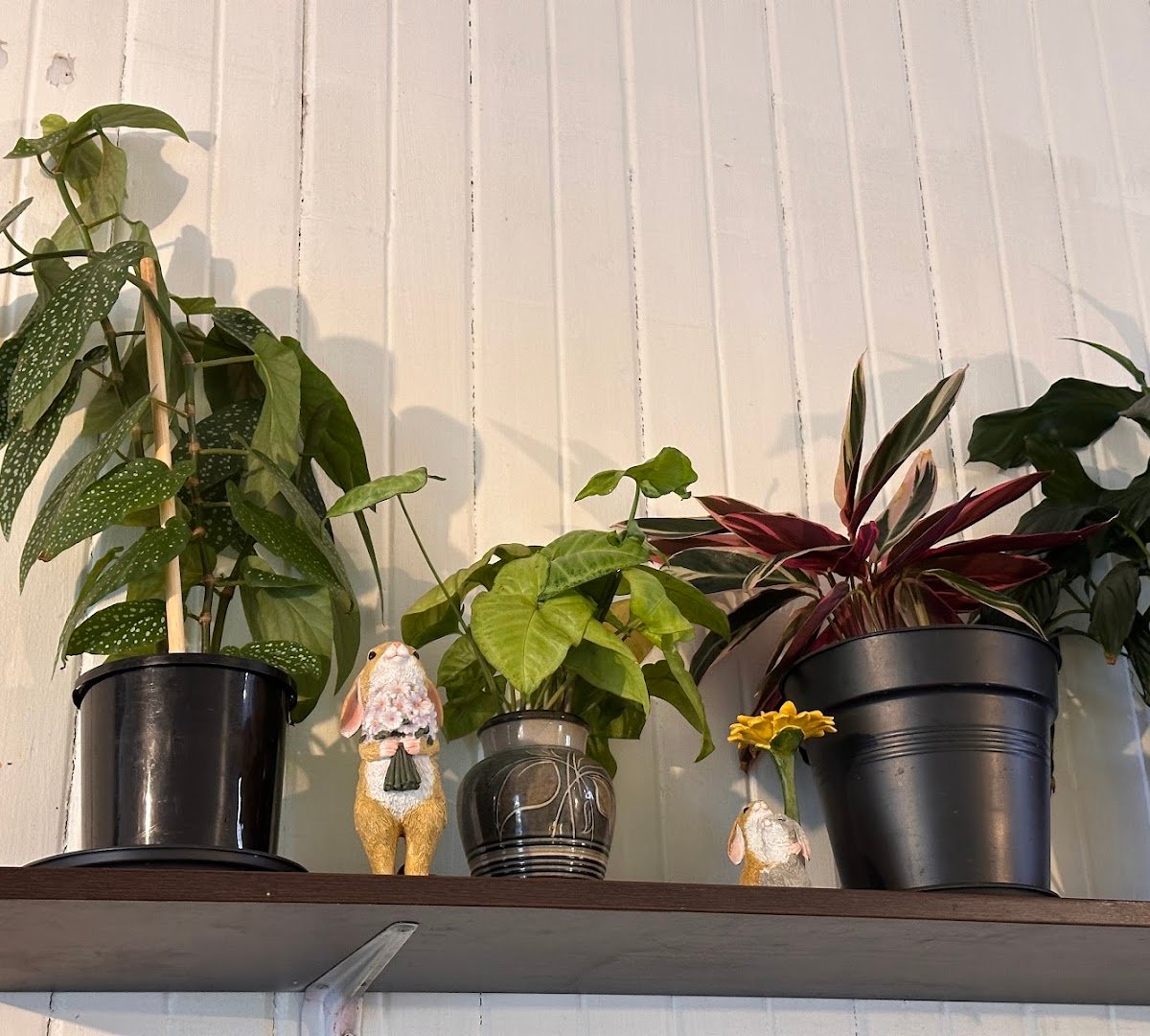 Interior of Crazy Rabbit Cafe, specialty coffee shop in Wellington