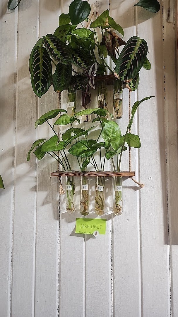 Interior of Crazy Rabbit Cafe, specialty coffee shop in Wellington